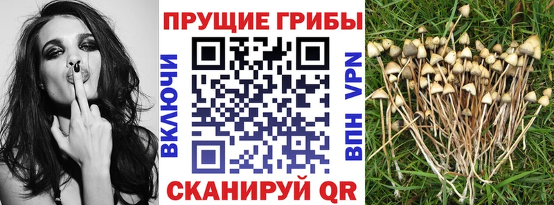 OMG зеркало  Майкоп  Псилоцибиновые грибы мухоморы 