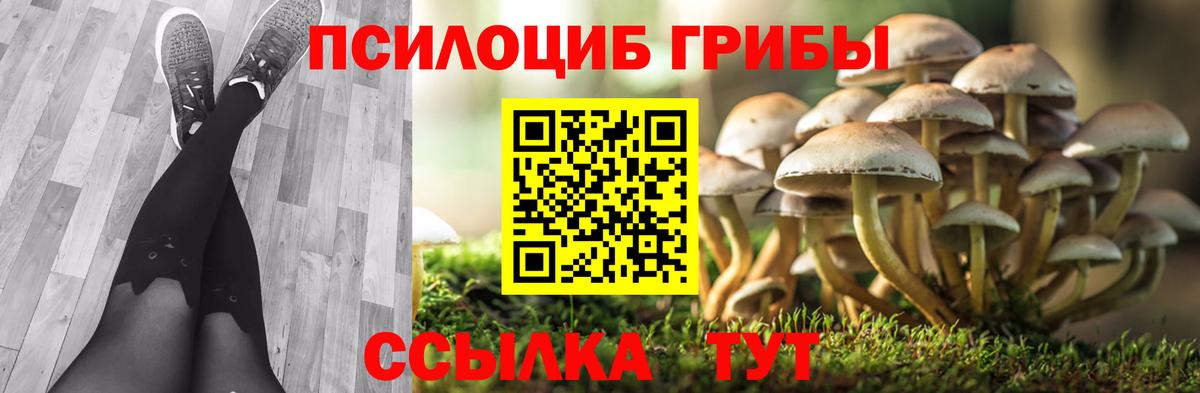 Псилоцибиновые грибы Psilocybe Майкоп